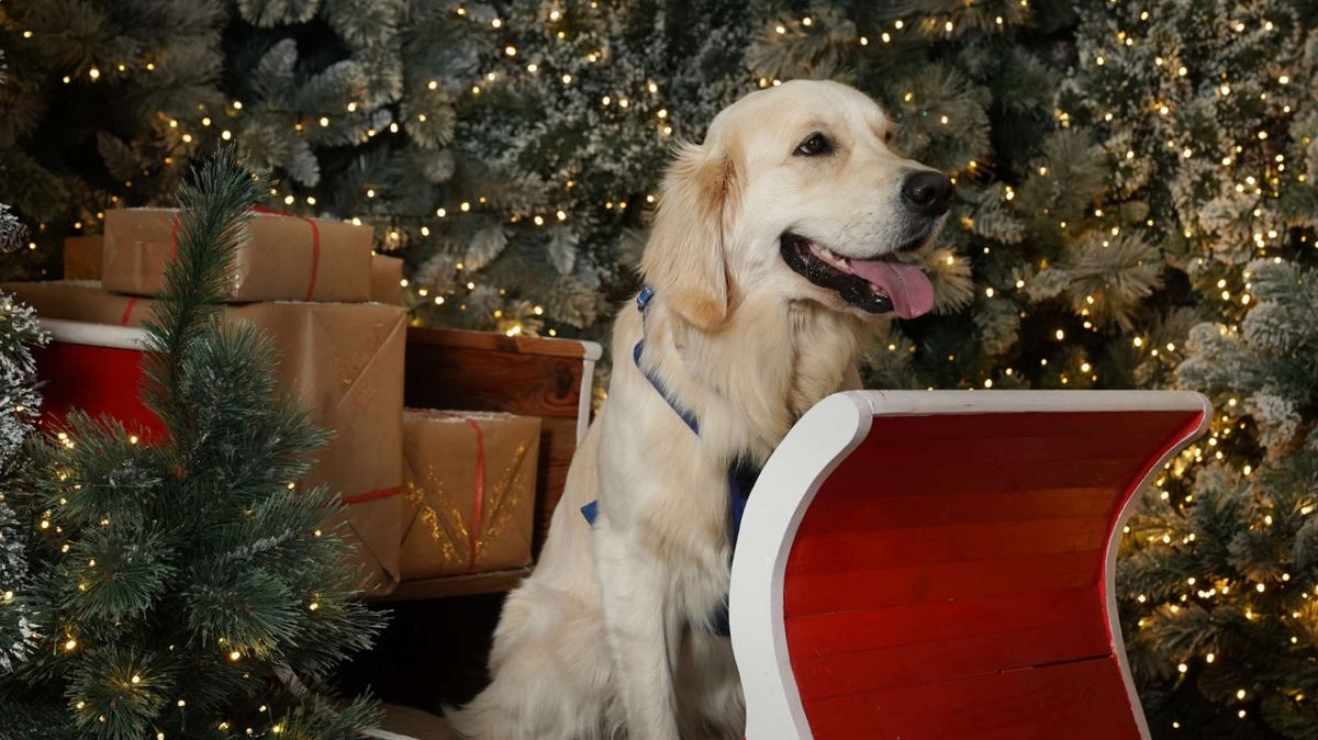 Santa Paws Photos at the Flying Childers