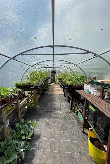Growing in your greenhouse or polytunnel