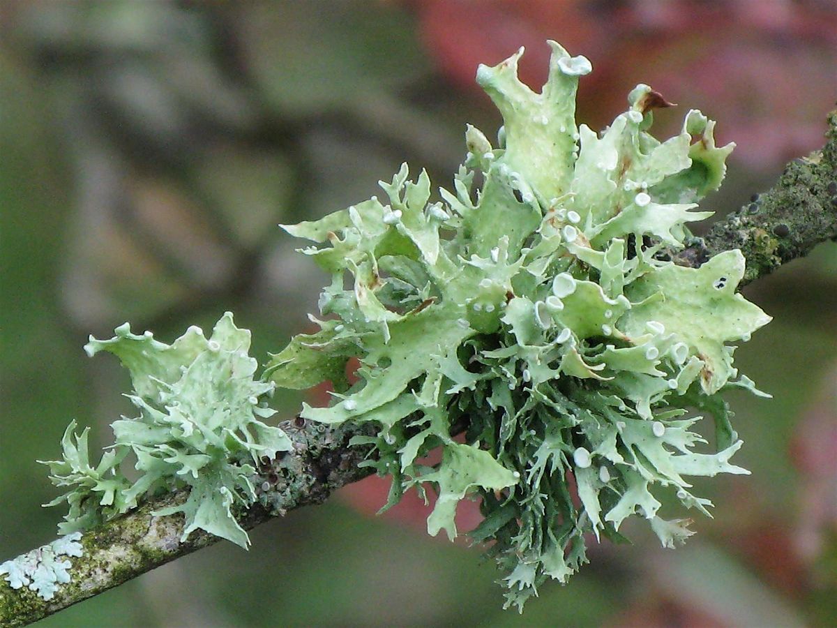Summer Lichens