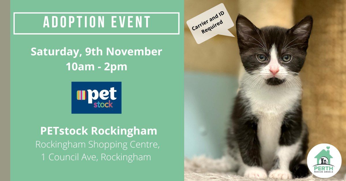 Cat & Kitten Adoption Day at PETstock Rockingham | 9th November