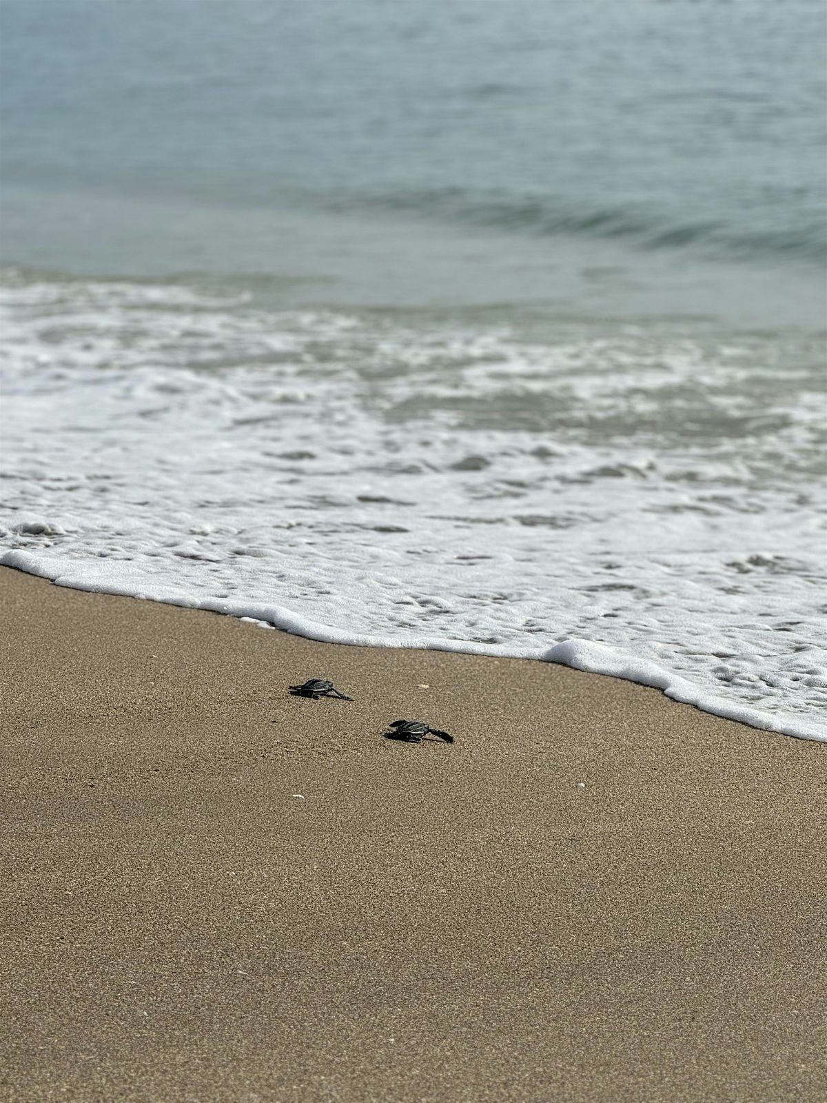 Our Florida Wildlife Series: Celebrating Sea Turtles Beach Walk