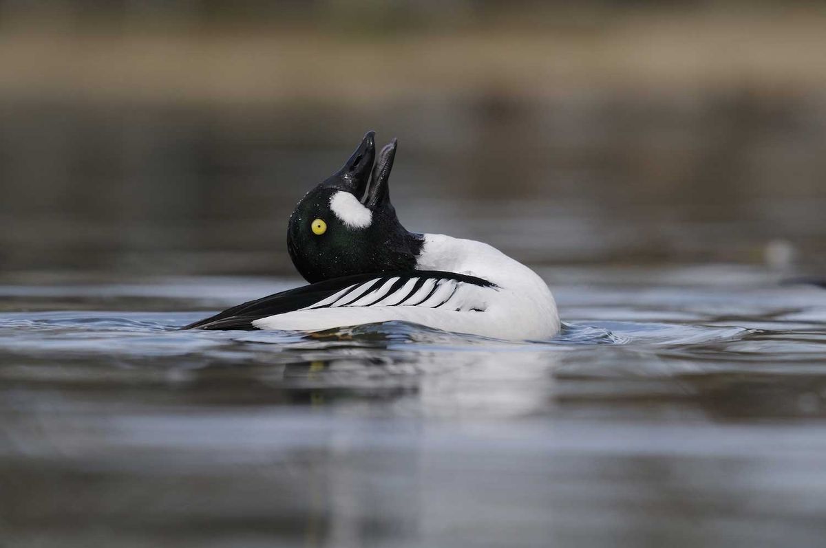 Winter Waterfowl