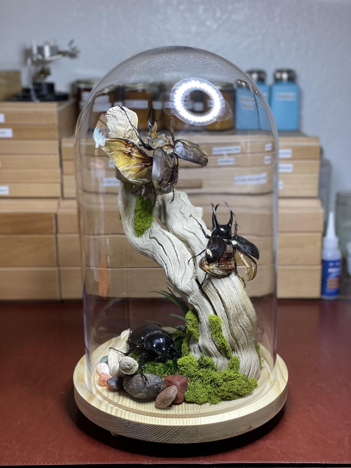 Insect Taxidermy ~ Building a Glass Dome Diorama