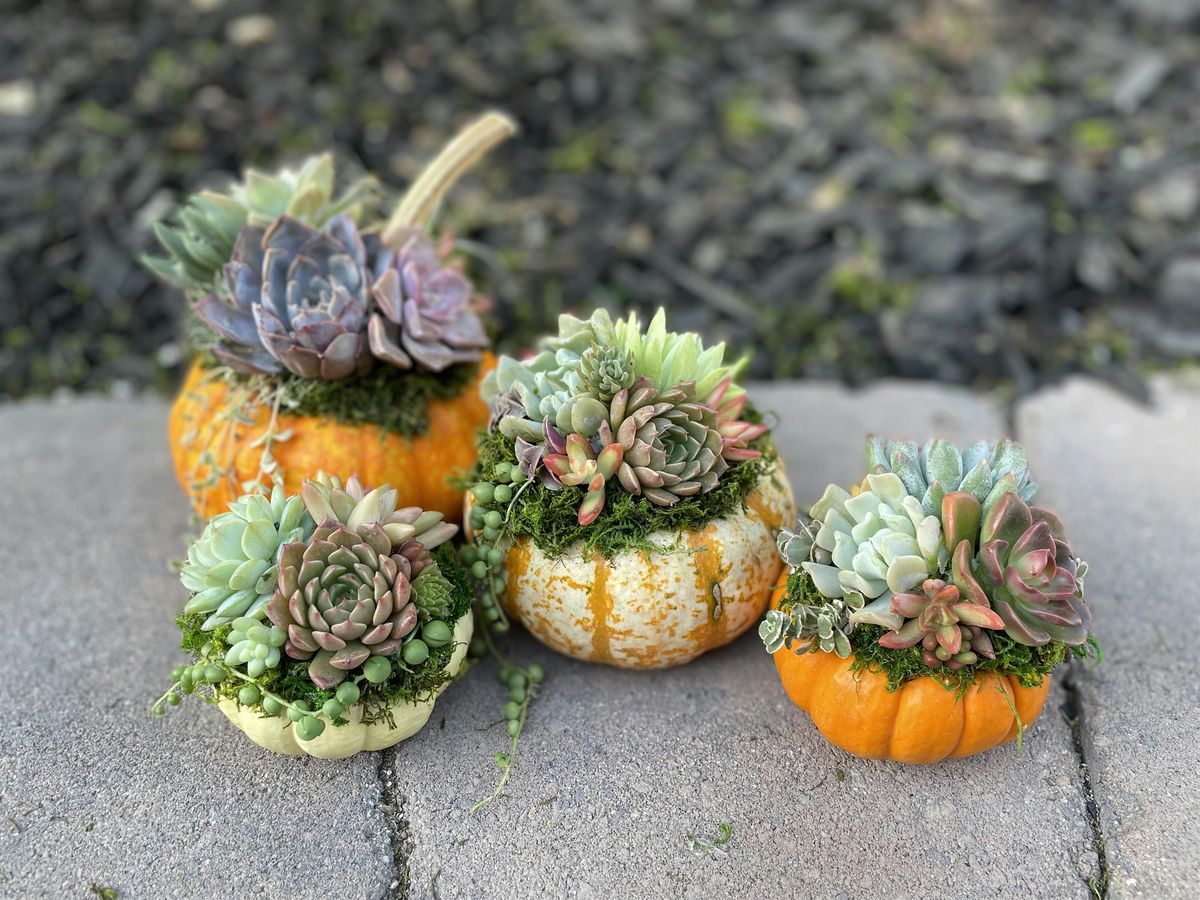 Succulent Pumpkin Workshop