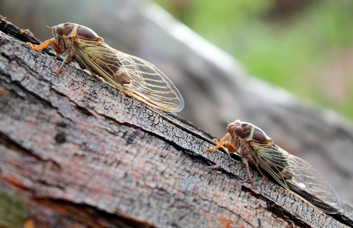 Springs Safari: Cicada Safari