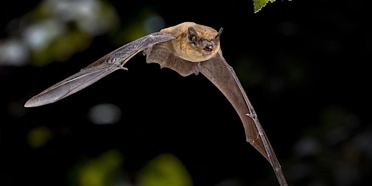 dlr Biodiversity - Bat Walk Loughlinstown Linear Park at Dusk