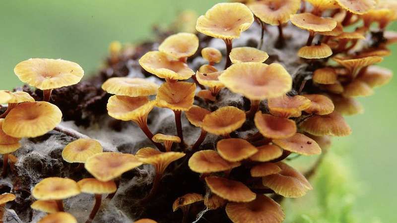 5th Annual Cumberland Fungus & Forest Fest