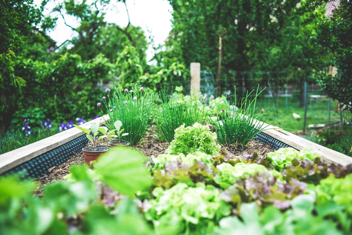 URBAN GARDENING \u2013 Gem\u00fcsevielfalt auf Balkon und Terrasse