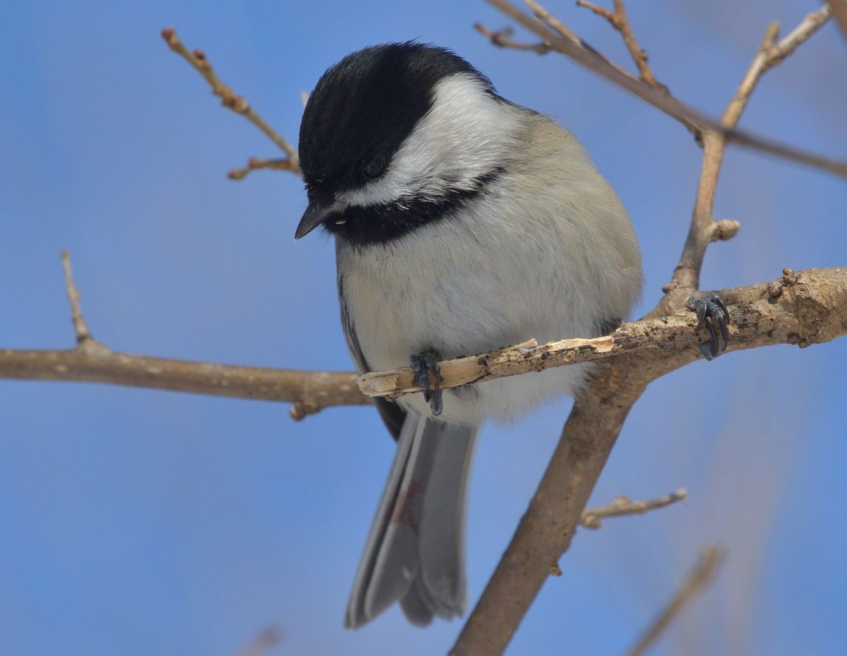 Bird Walk with Debbie Beer 