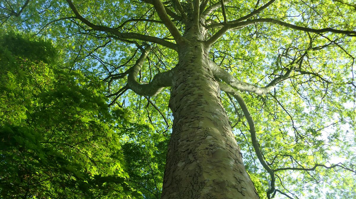 Bomenwandeling in het Amstelpark, Amsterdam