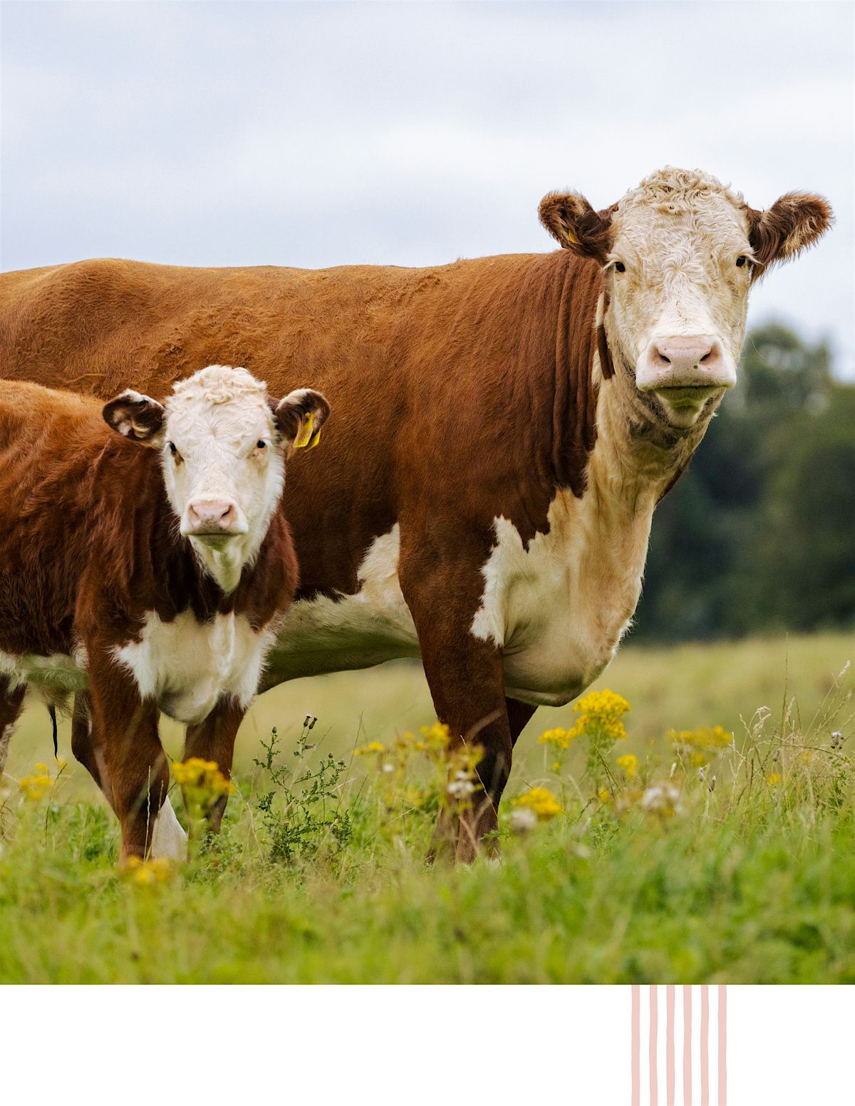 Summer Friday: Tennessee Beef