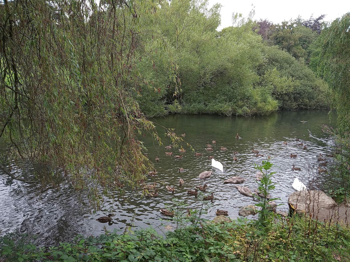 FREE - Wellbeing Walk at Wimpey Fields, Staplehurst