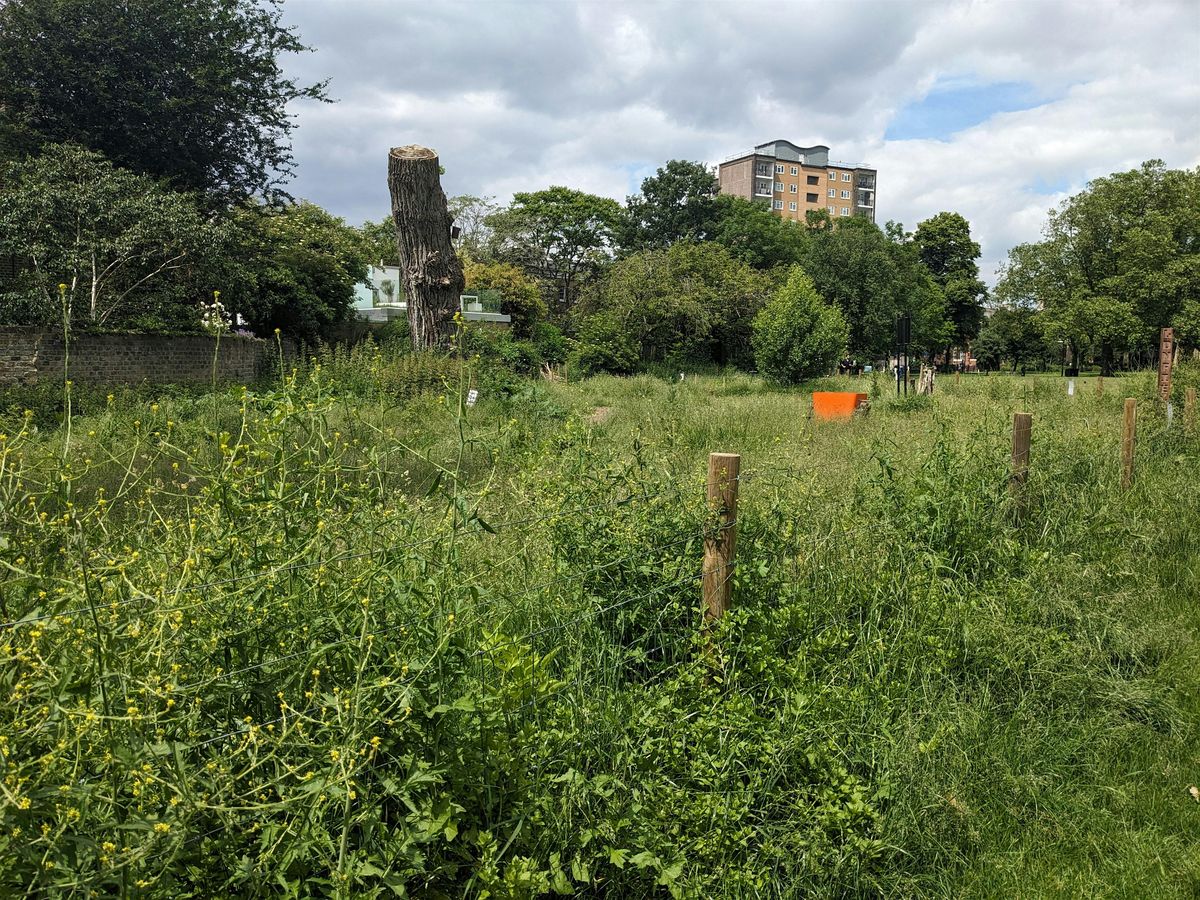 London Fields Biodiversity - site development and upkeep November 2024