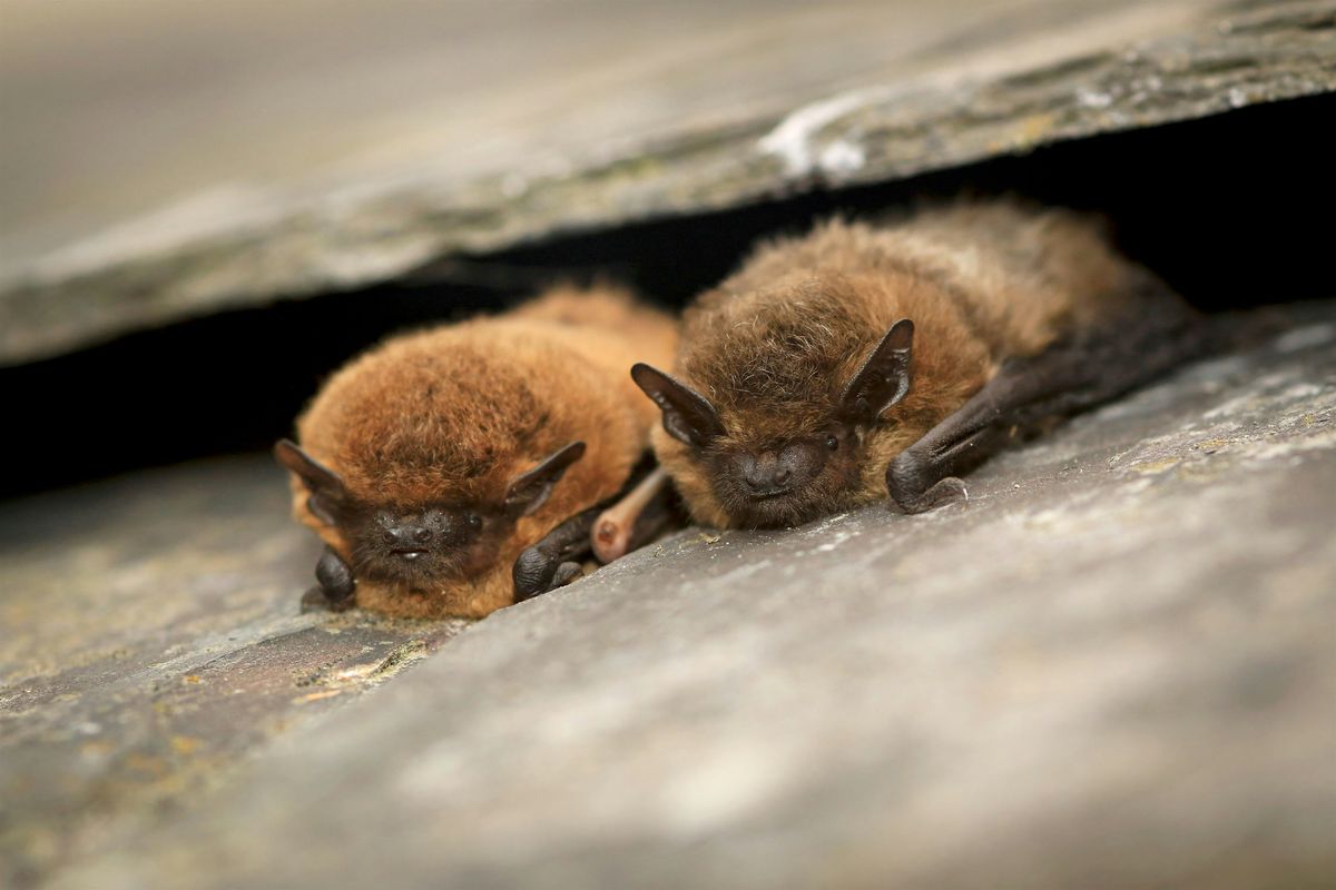 Spooky Spectacular Halloween Trail - Nature Discovery Centre, Thursday 31 October