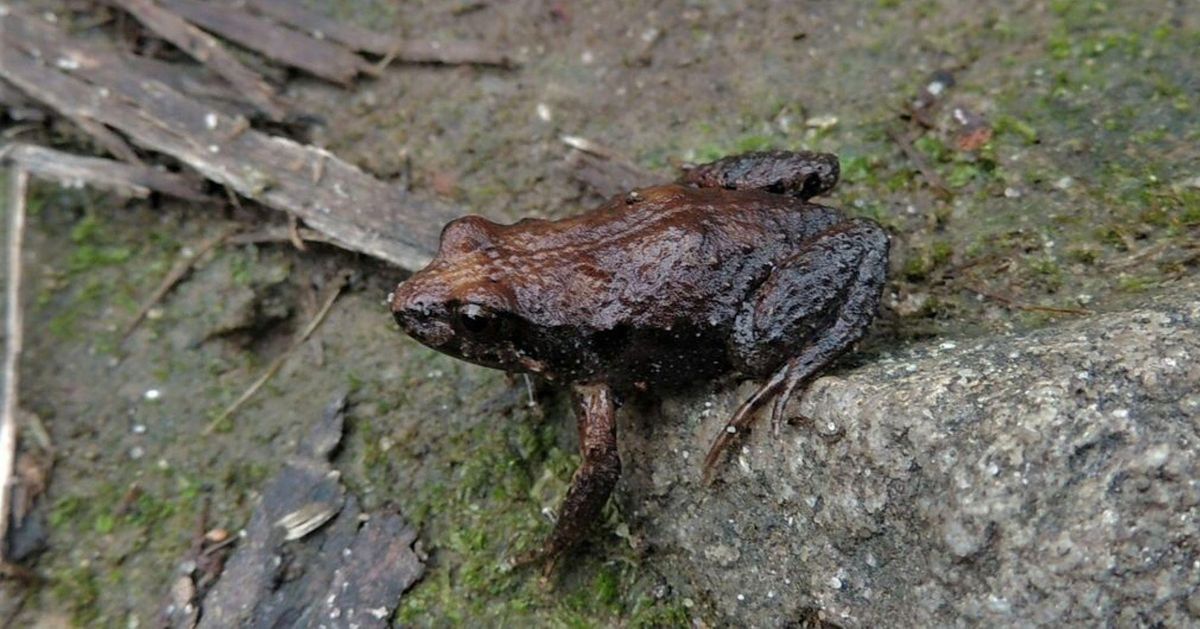 NEW TIME - Frog Census 2022 - Explore Tirhatuan Wetlands