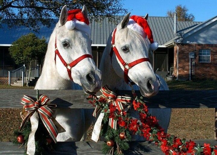 Christmas Unaffiliated Show jumping Show