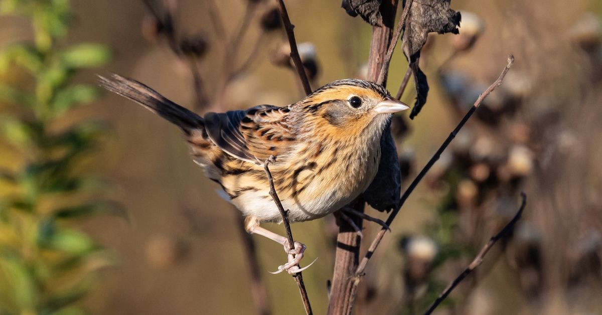 Sparrows at Woolsey Wet Prairie (RSVP by email)