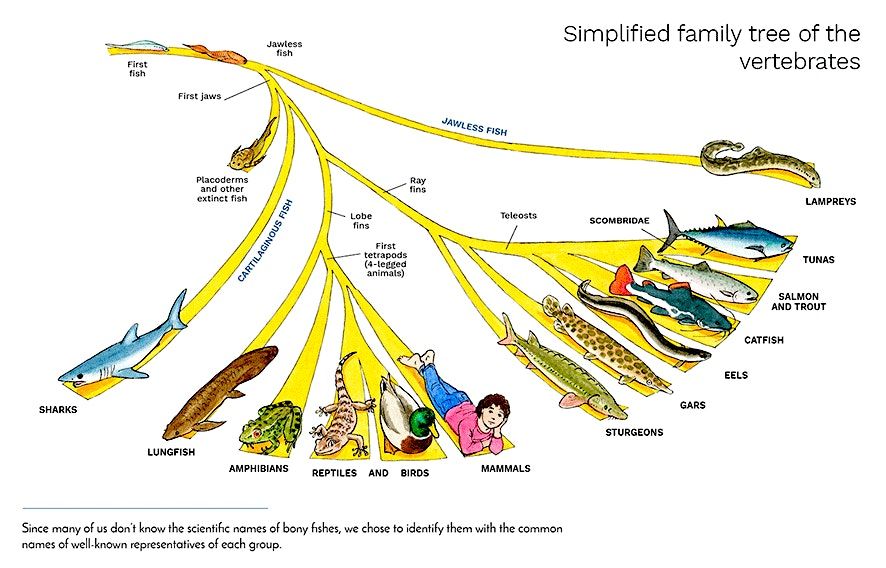 Evolution: A History of the Evolution of Vertebrates