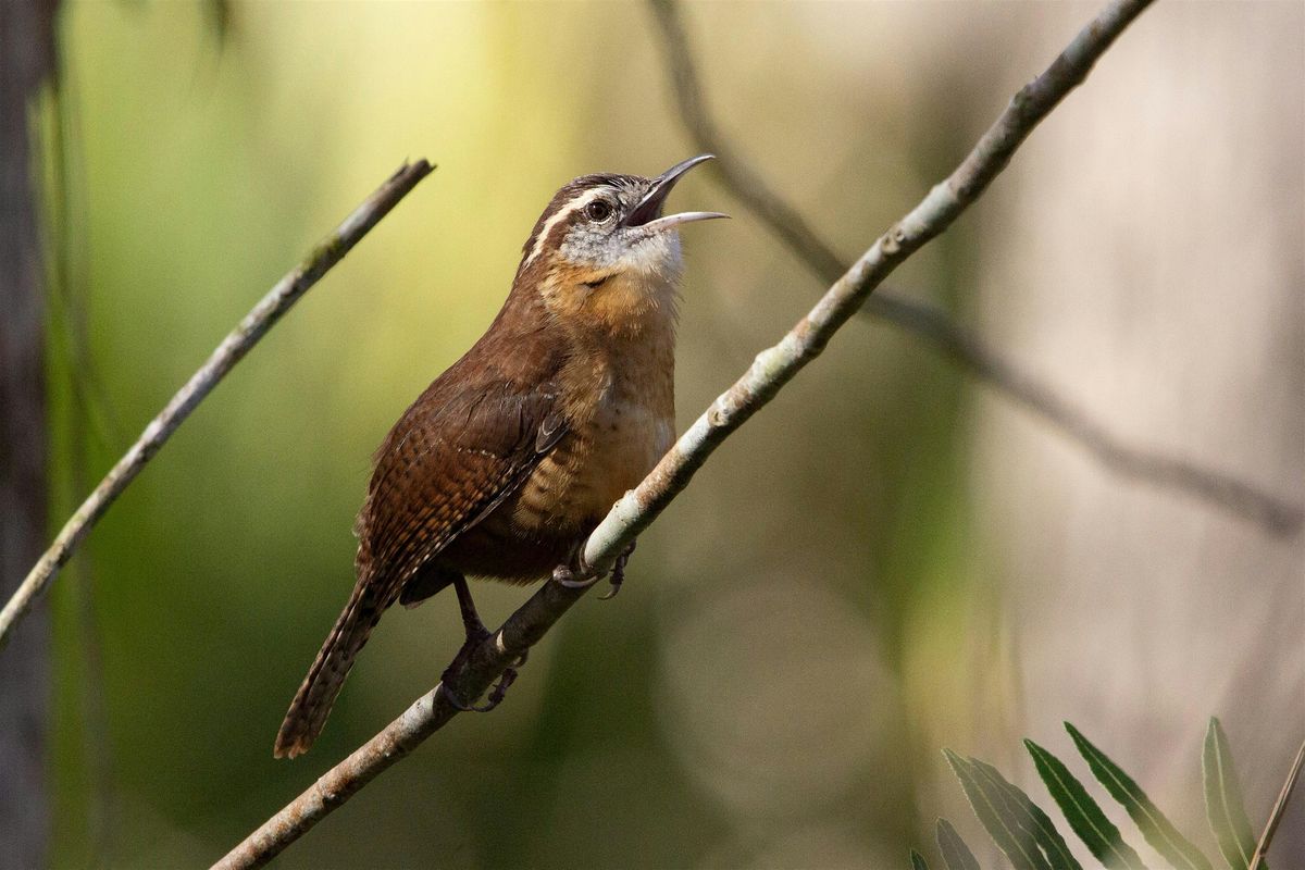 Guided Birding Walk - Wintering Birds