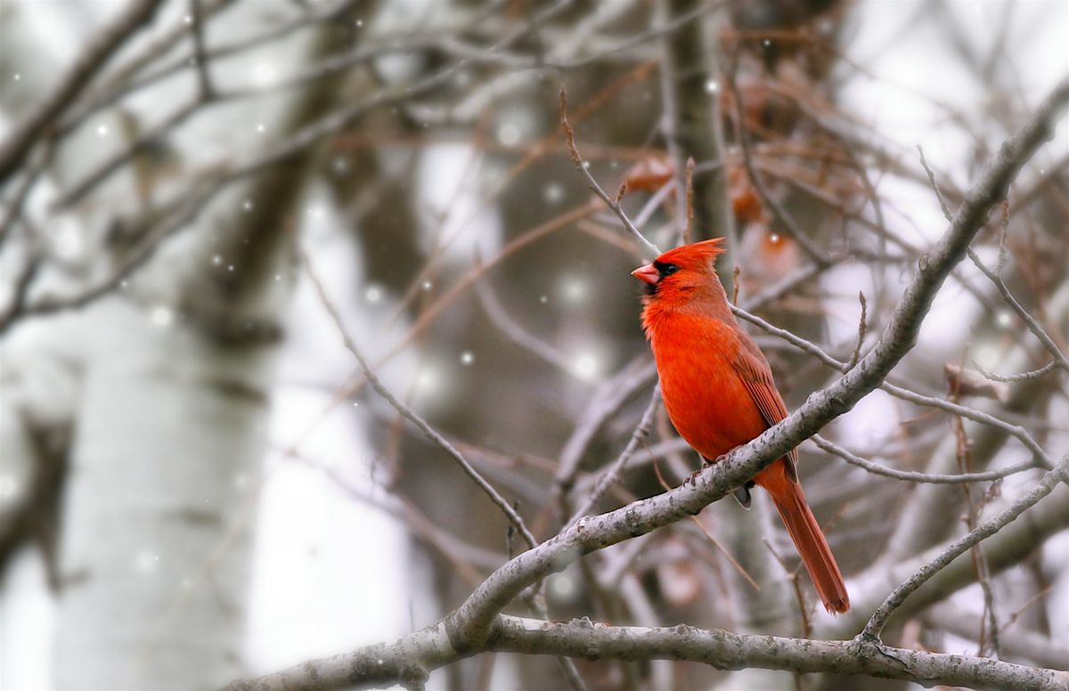 Birds That Brave The Cold