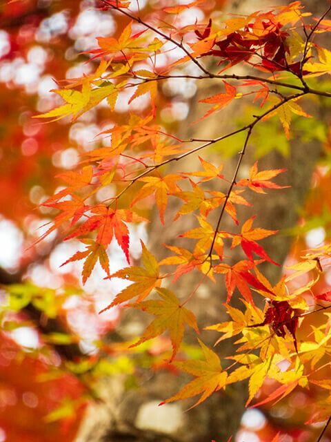 Introduction to Japanese Maples Featuring Highlights from the Garden\u2019s Collection