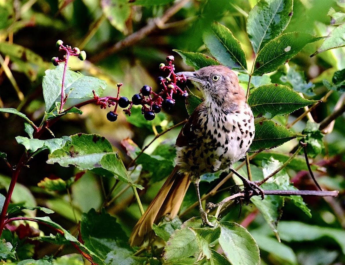 Bird Stroll with Ranger Jonah