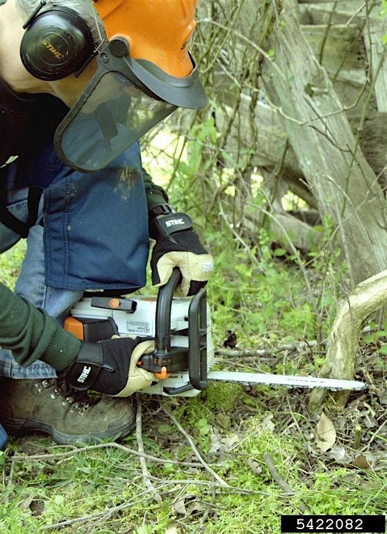 Chainsaw Workshop for Landowners