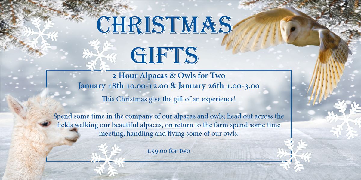 Christmas Gifts - 2 Hour Alpaca & Owl Experience for Two