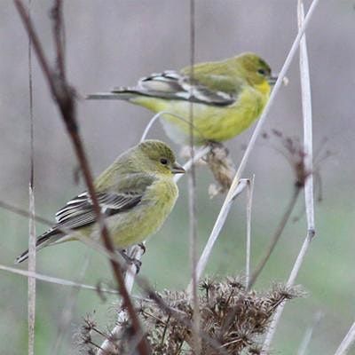 Fall Bird Walk at the Laguna de Santa Rosa, Laguna de Santa Rosa Trail