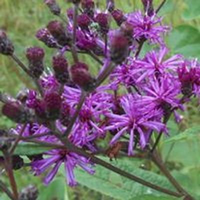 Ironweed Native Plant Nursery