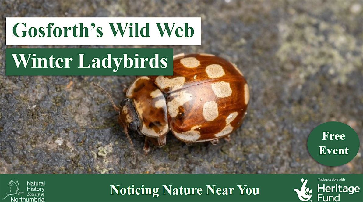 Exploring Winter Ladybirds