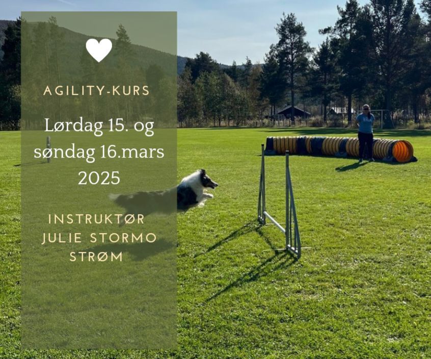 Agility-kurs 15.-16.03.2025. FULLT \u2705\ufe0f