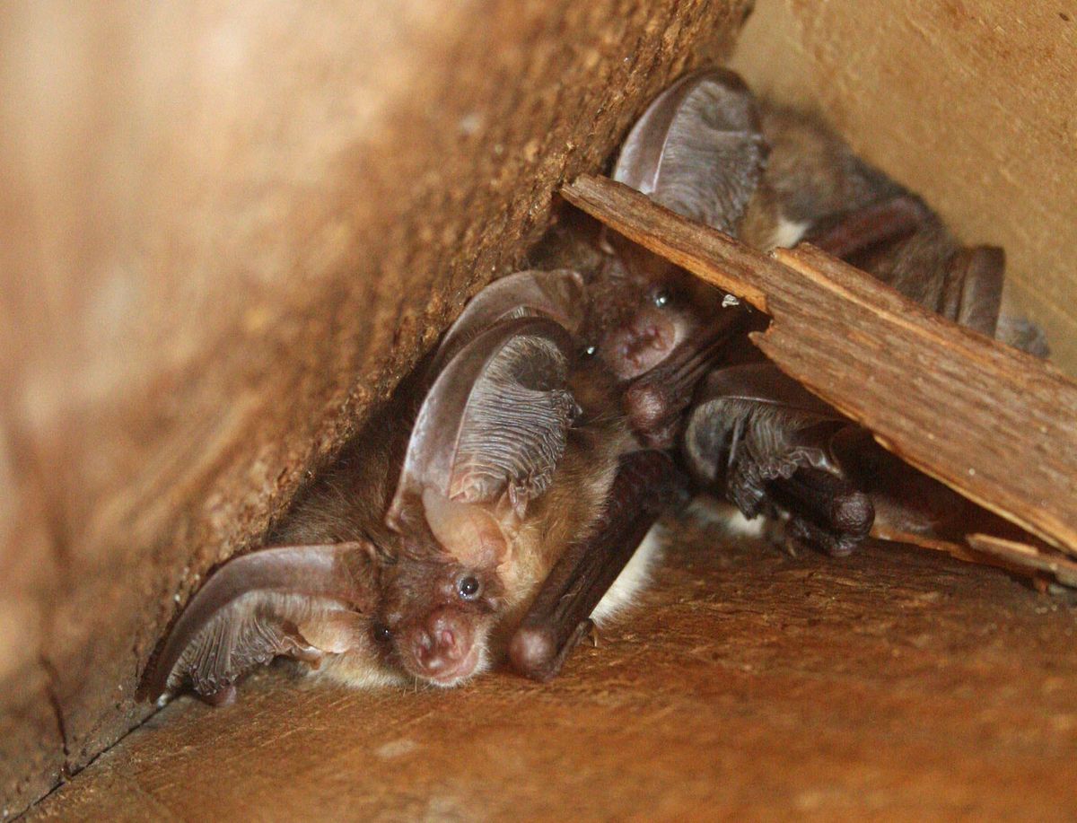 Radio-tracking tree-roosting bats in Scotland