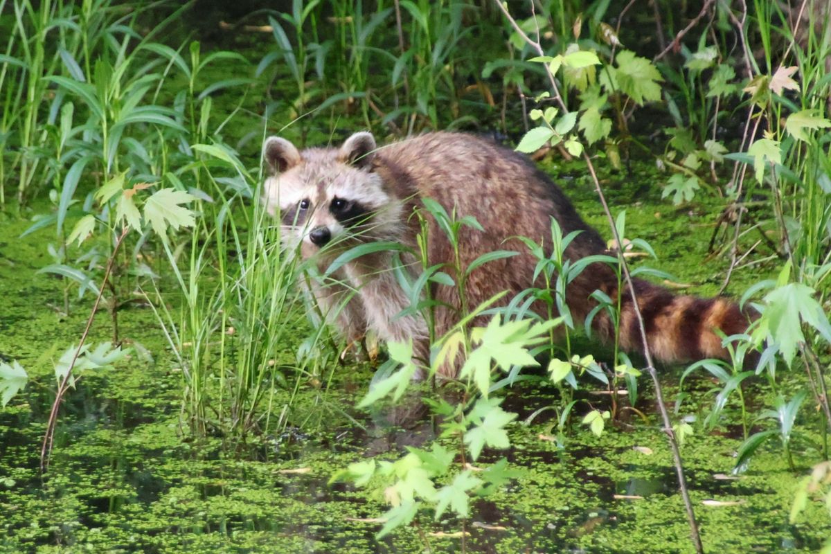 Mammals of Tenhave Walk