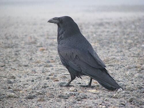 Nisqually NWR Birding Field Walk & Class A holistic look at Birding