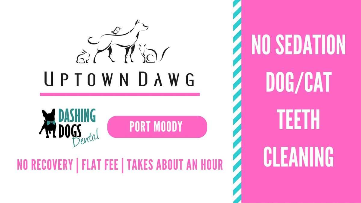 Pet Teeth Cleaning -  Port Moody- Uptown Dawg