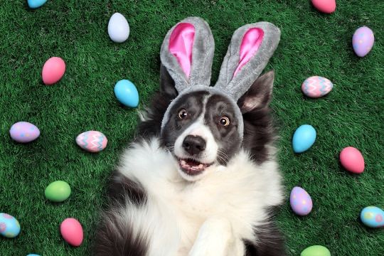 Easter Raffle for a FREE Groom or Any Salon Service!