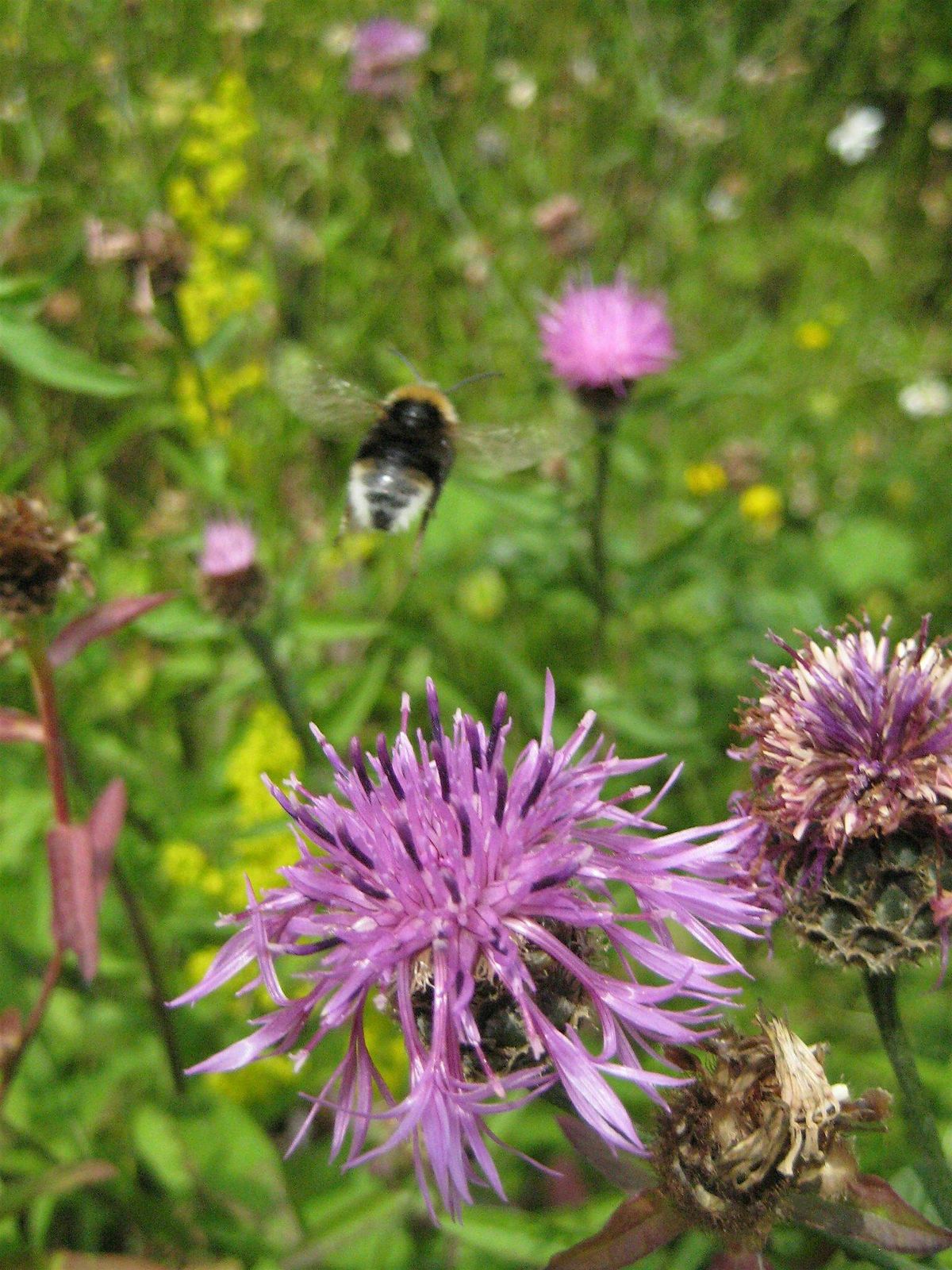 STAA Saturday Volunteering: Urban Nature: Wildflower meadow management