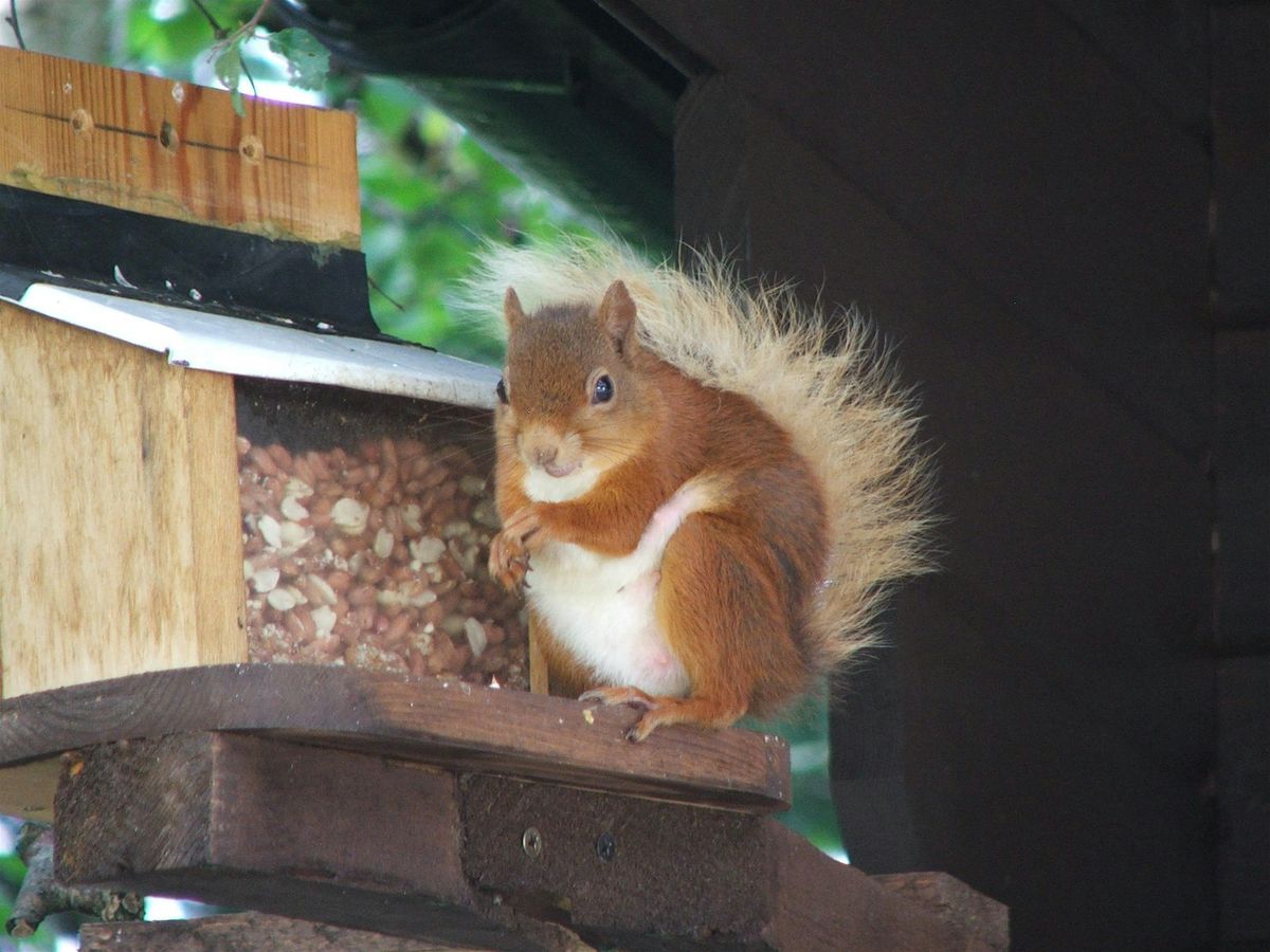 Red Squirrels and the Tywi Forest