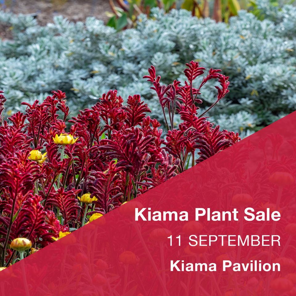 Australian native plant sale