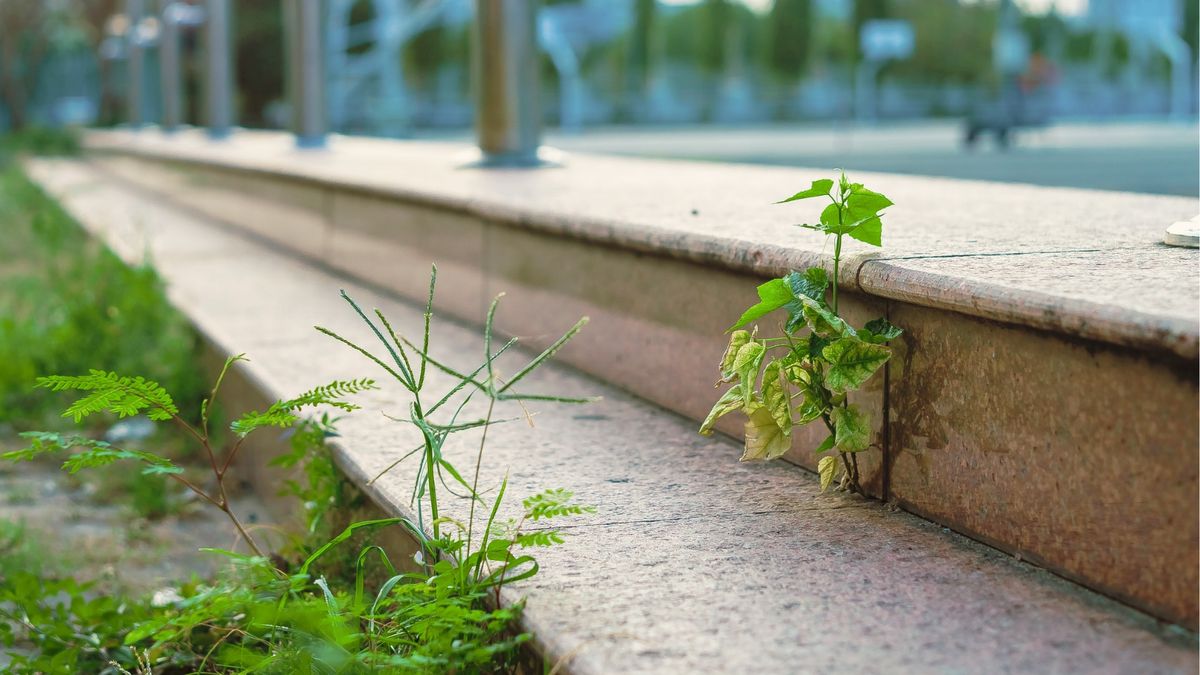 Wandeling: Wilde planten in de stad