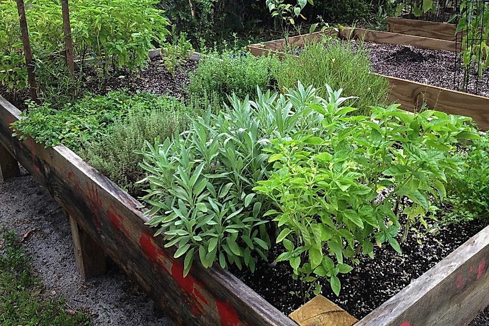 Summer Herbs That Can Take the Heat