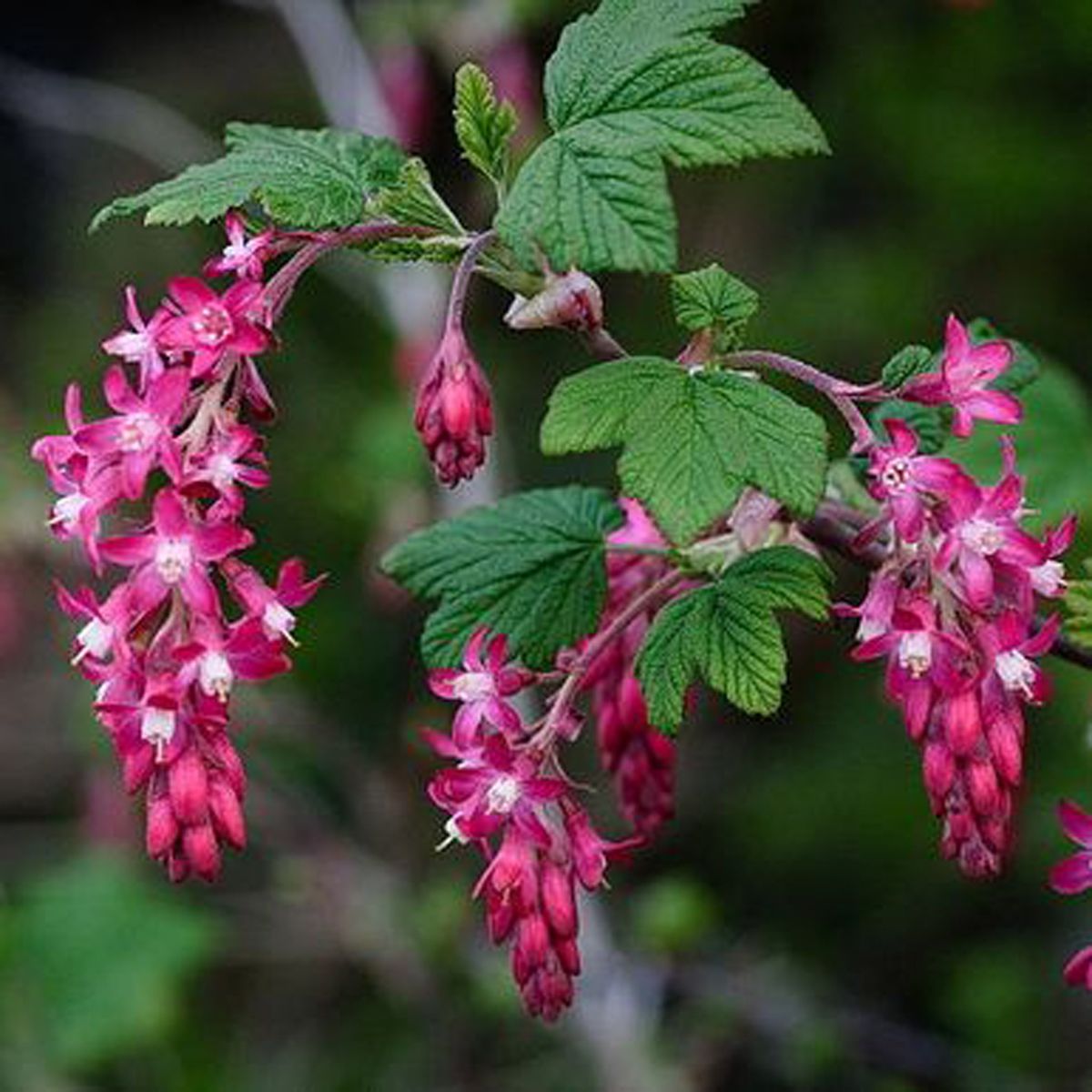 Lecture Series: Native plants in the Home Garden: Eric Butler, Educator and Master Gardener