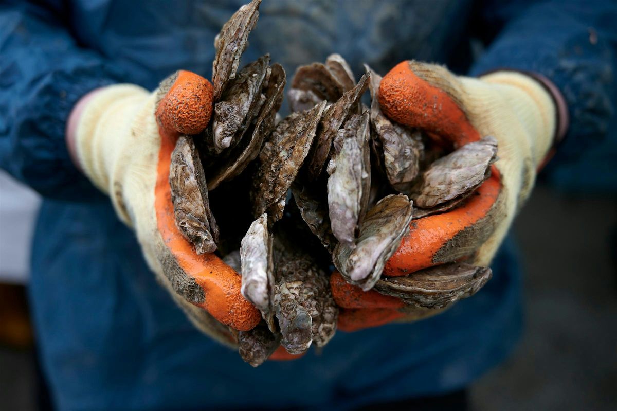 Restoration Forth Oyster  Stringing Workshop