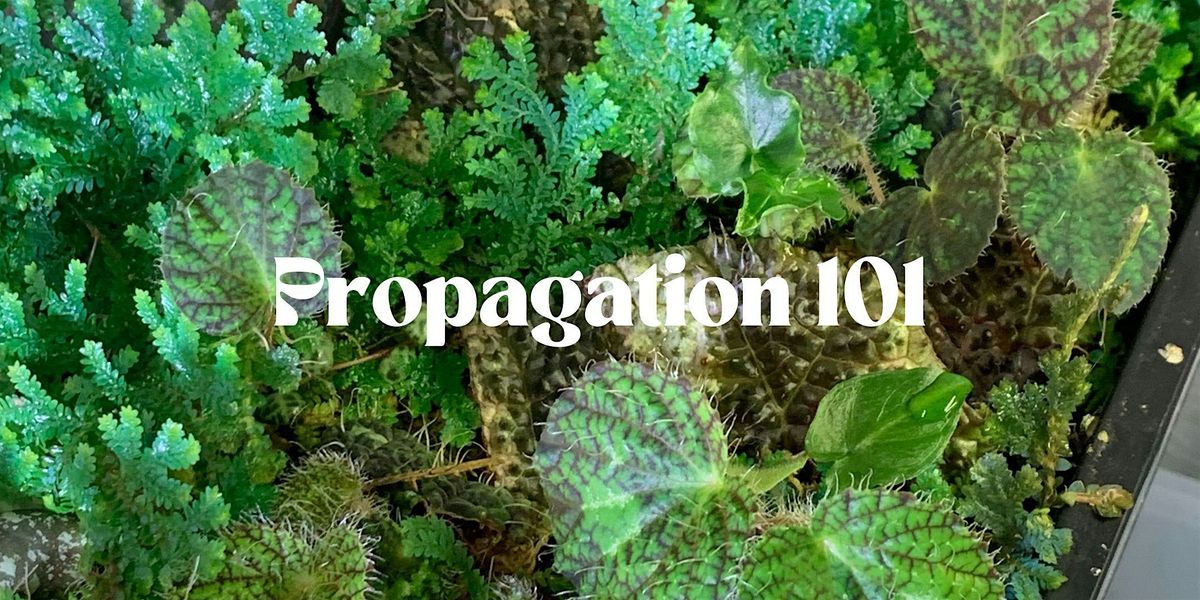 Propagation 101 w\/ Lily