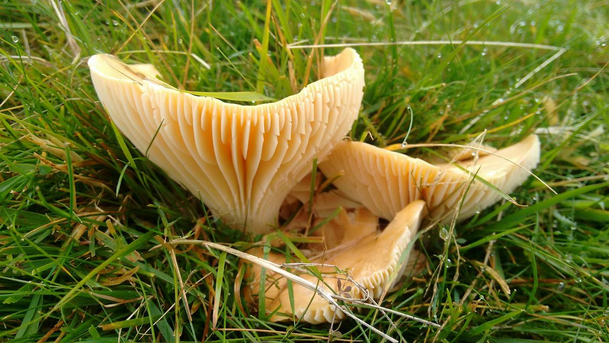 Blacka Moor Fungi Walk