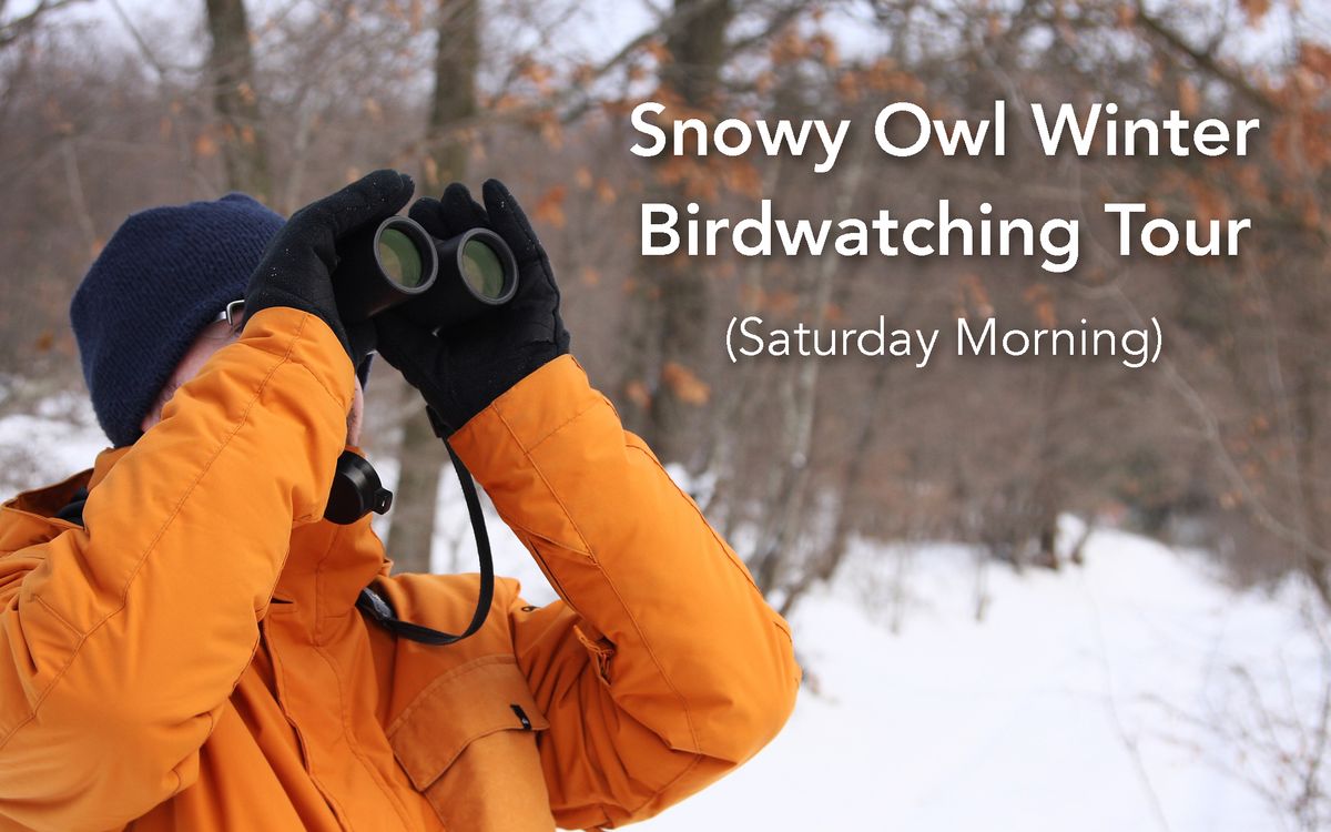 Snowy Owl Winter Birdwatching Tour