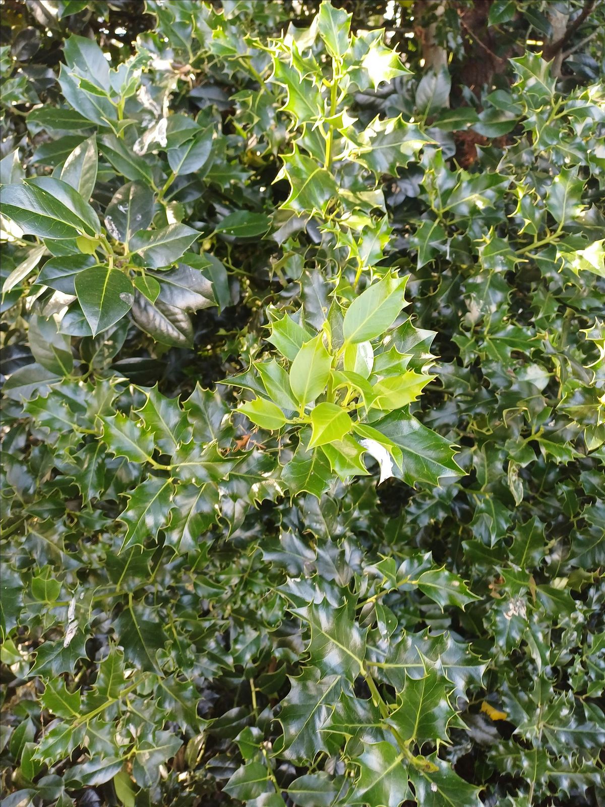 FREE One Day Native Trees Workshop - Sponsored by Cork City Council