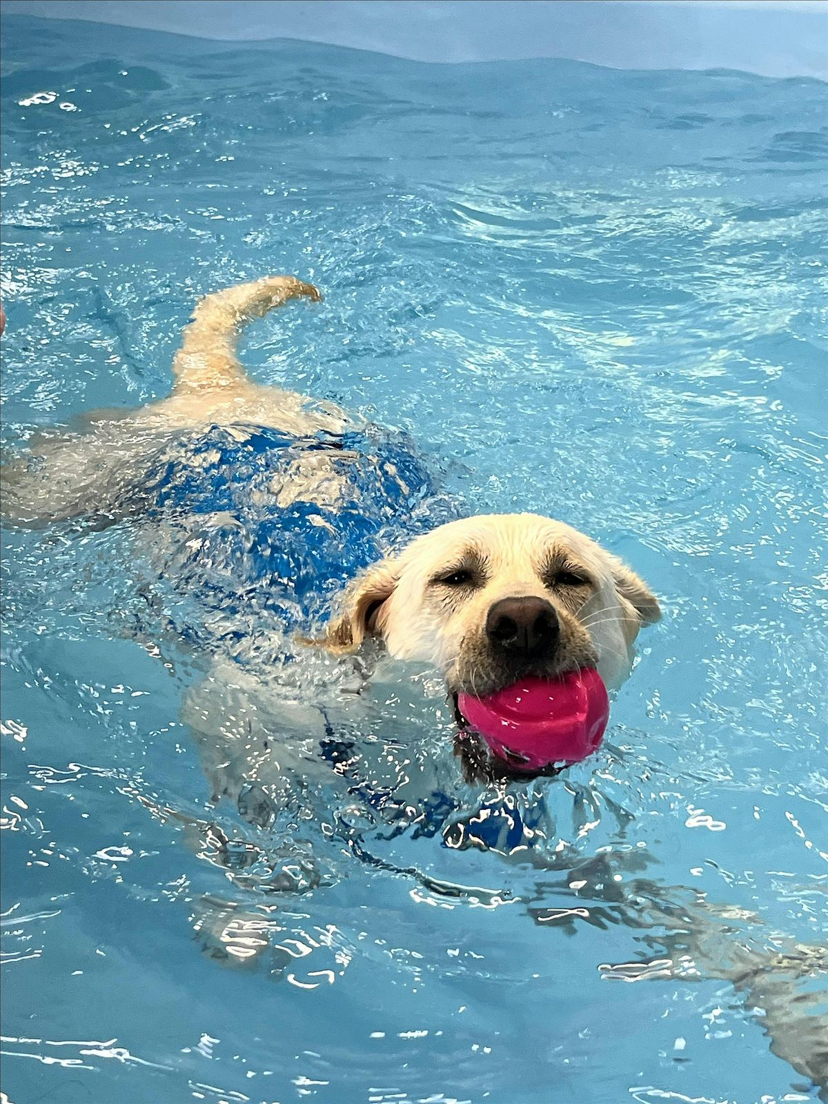 Introduction to Canine Hydrotherapy for Professionals