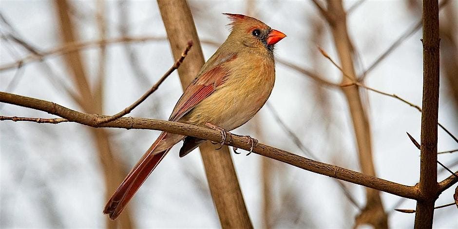 Birding in Peace